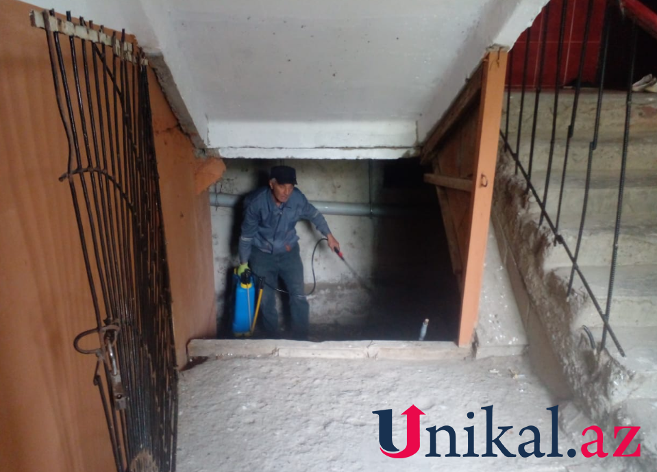 Mingəçevirdə binanın blokundan gürzə çıxdı - FOTOLAR